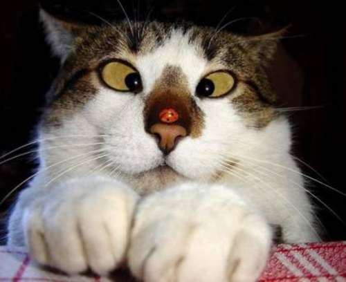 ちょっとクスッとくる猫の画像