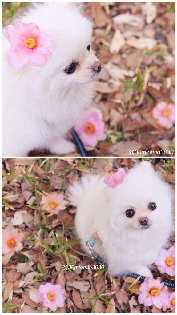 【進撃の巨人】