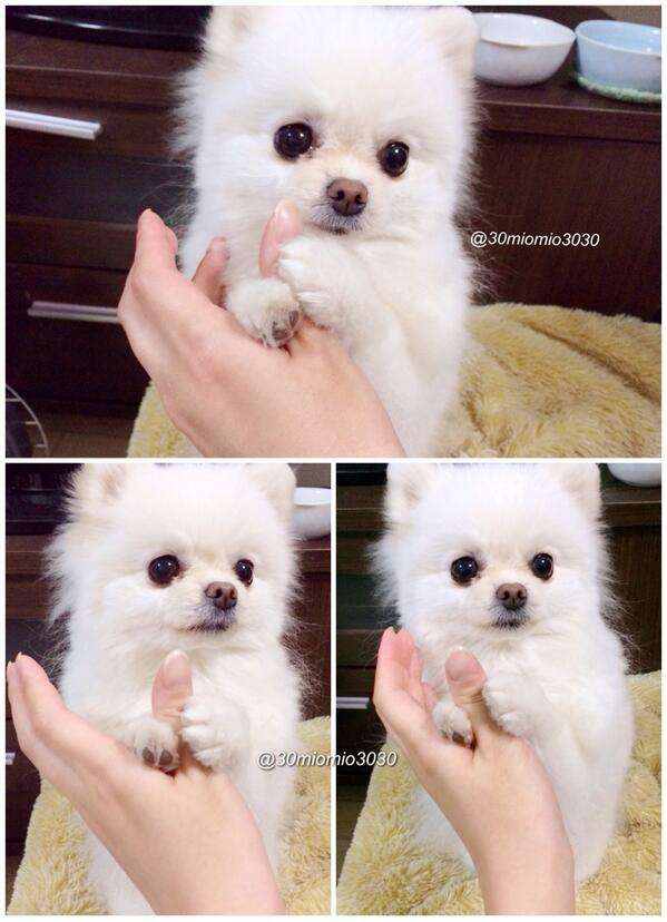 【進撃の巨人】