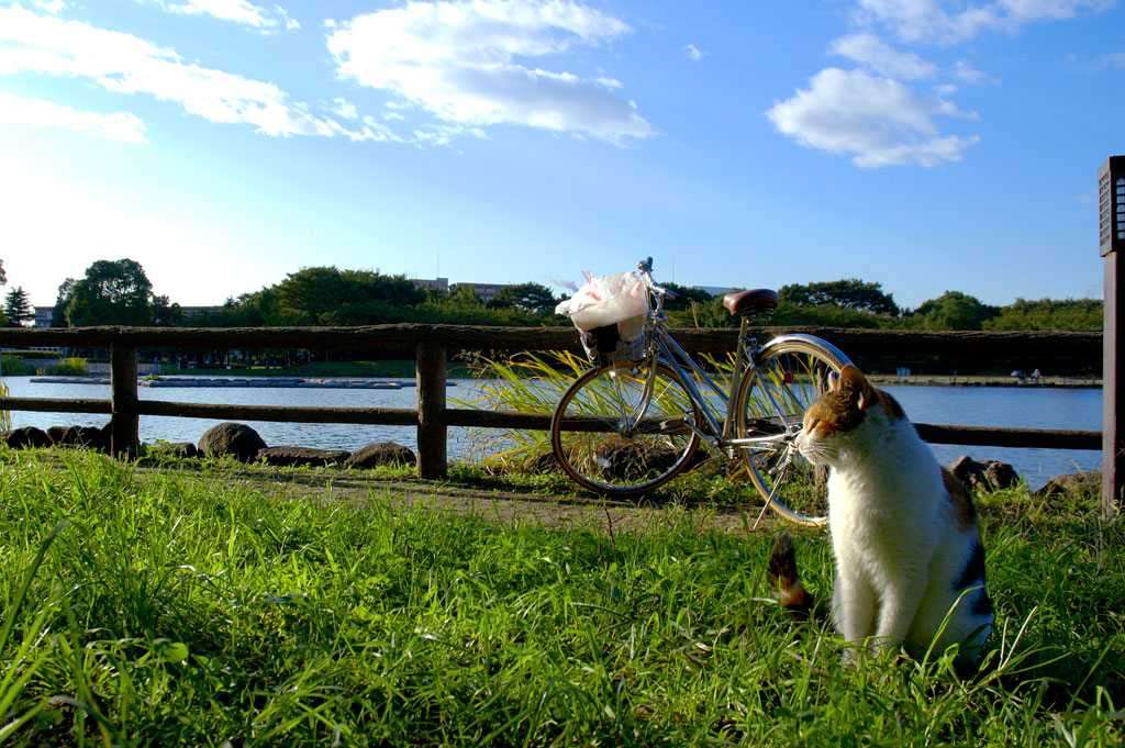 心が洗われるような画像ください
