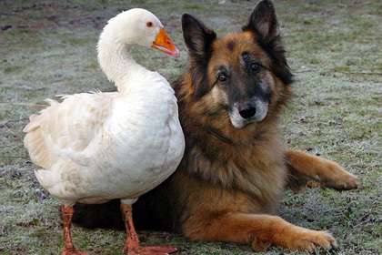 凶暴なため、殺処分の予定だったシェパード犬がガチョウと仲良くなり救われる