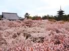 日本人なら一度は見たい、京都の桜【お花見スポット】 - NAVER まとめ