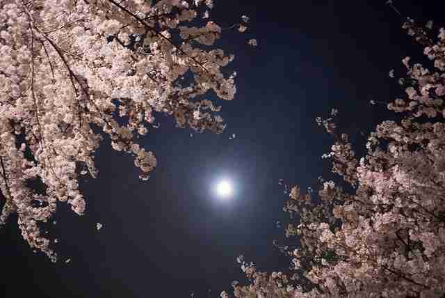 妖艶な美しさに息をのむ。シチュエーション別「夜桜」のすすめ