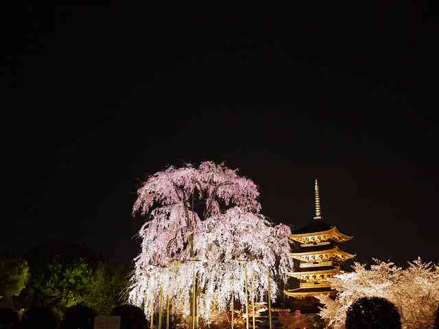 妖艶な美しさに息をのむ。シチュエーション別「夜桜」のすすめ