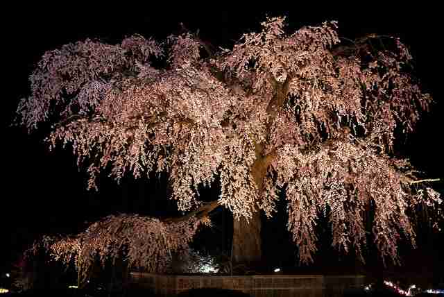 妖艶な美しさに息をのむ。シチュエーション別「夜桜」のすすめ
