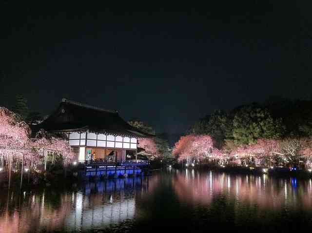 妖艶な美しさに息をのむ。シチュエーション別「夜桜」のすすめ