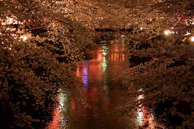 妖艶な美しさに息をのむ。シチュエーション別「夜桜」のすすめ