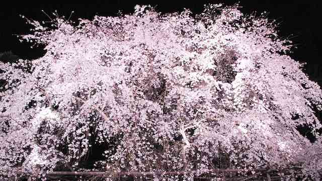 妖艶な美しさに息をのむ。シチュエーション別「夜桜」のすすめ | TABIZINE～人生に旅心を～