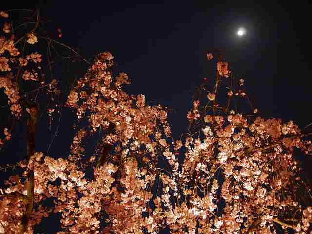 妖艶な美しさに息をのむ。シチュエーション別「夜桜」のすすめ