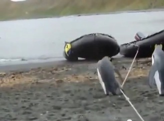 【動画あり】ロープに戸惑うペンギンたちがかわいすぎる件w