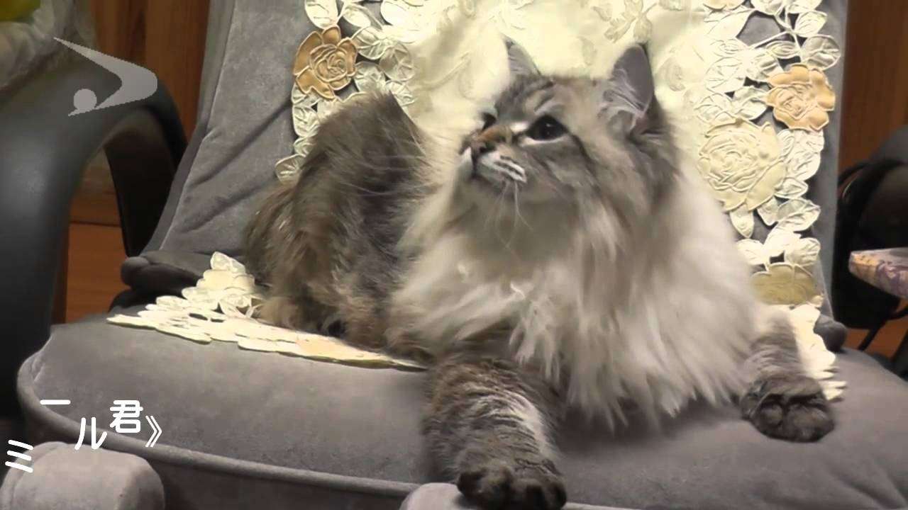モフモフしたい動物 or キャラは？