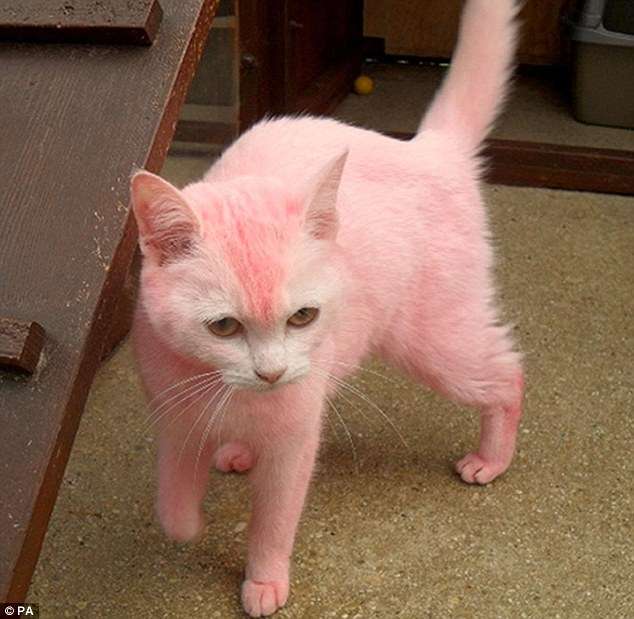 リアルピンクパンサーか！ピンク色の猫が発見される