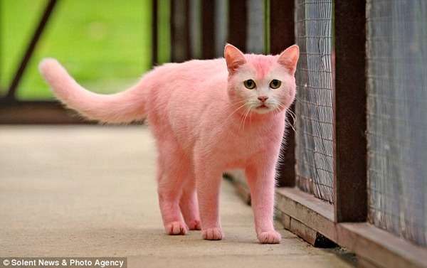 リアルピンクパンサーか！ピンク色の猫が発見される｜| ＾＾ |秒刊SUNDAY