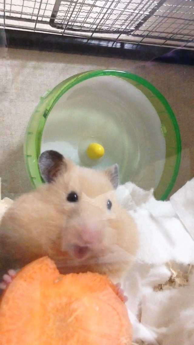 我が家のハムスター自慢☆