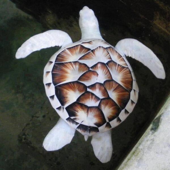 神秘的で美しいアルビノの動物たち