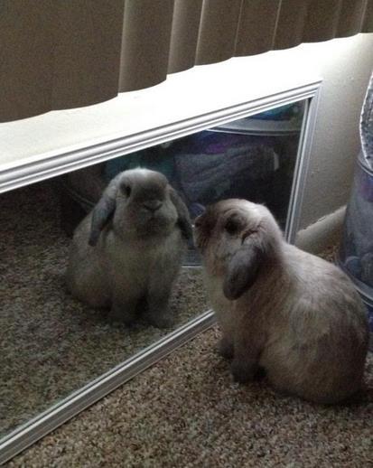 鏡で自分の姿を見た動物たちのかわいい反応!!