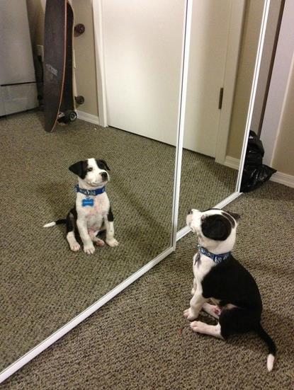 【悶絶注意】鏡で自分の姿を見た動物たちのかわいい反応!!　キョトンとしたりうっとりしたり格闘したり… | Pouch［ポーチ］