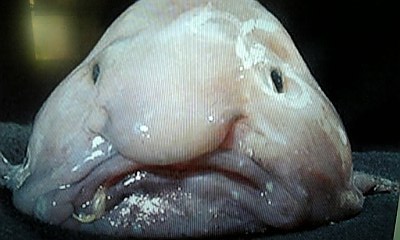 深海魚好きな人集まれー!