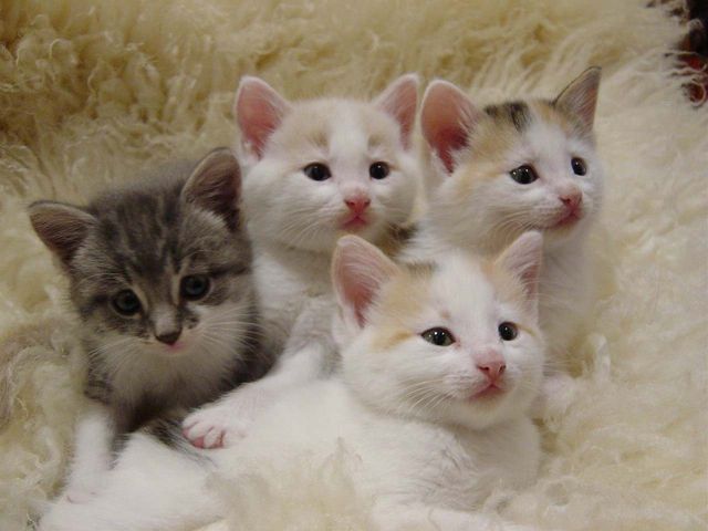 赤ちゃんネコの集団がボルダリングしている姿が可愛い