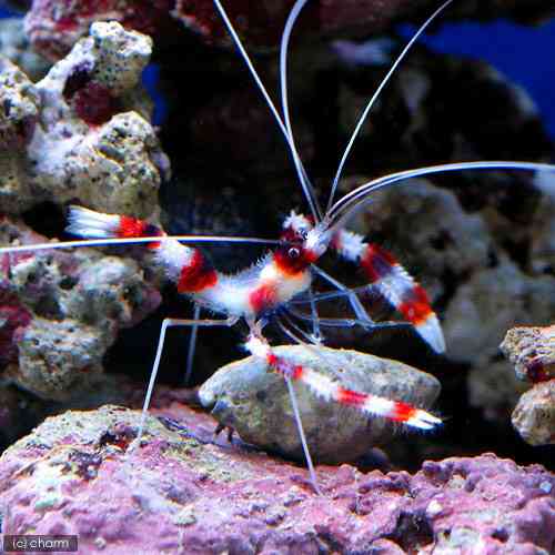 深海魚好きな人集まれー!