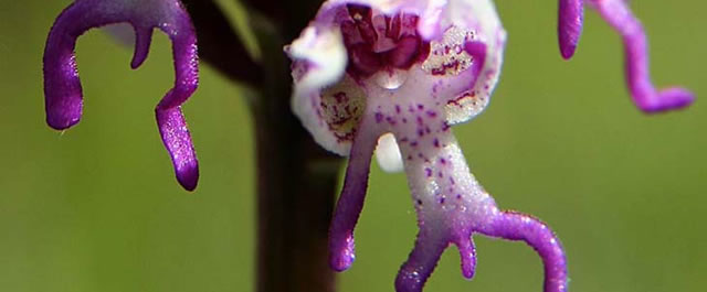 人間のようなかたちをした花『Monkey orchid』に思いっきりアレが生えてる件