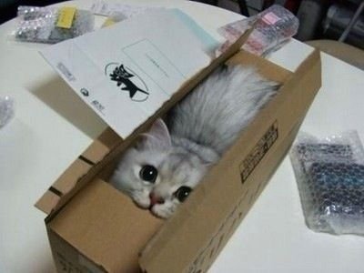 にゃんこと一緒に使うテーブル、内部に“遊べる”穴や通路