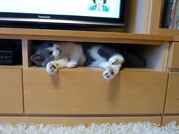 にゃんこと一緒に使うテーブル、内部に“遊べる”穴や通路
