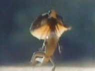 【妖精画像あり】英国大学講師が「妖精を撮影した」と主張!ネットに公開して議論に発展