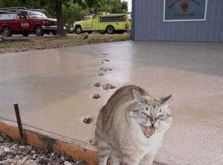 猫が人の邪魔をするのはなぜ？ 