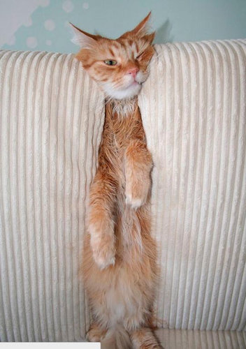 犬や猫の「家具の使い方が決定的におかしい」画像が可愛いw