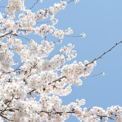 母親教師の「入学式欠席」問題にニコニコ読者「批判するのはモンペか社畜」 - 夕刊アメーバニュース