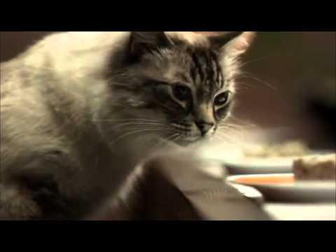 お寿司の代わりにキャットフードが回転するモンプチのCM - YouTube