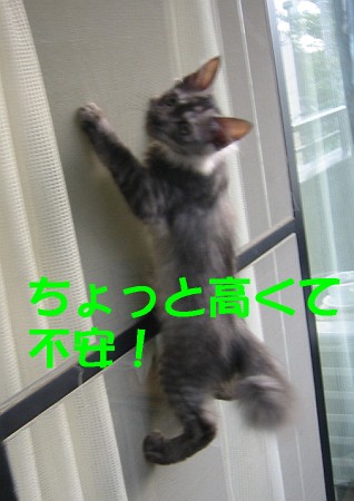 赤ちゃんネコの集団がボルダリングしている姿が可愛い