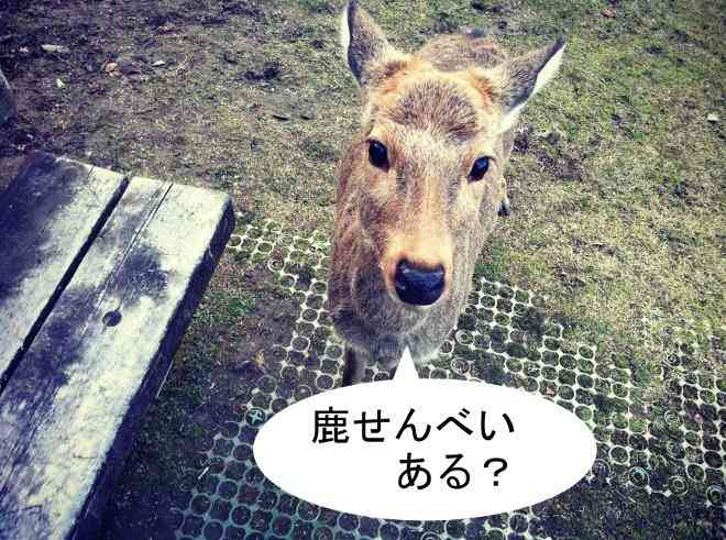 奈良の鹿せんべいが小さく薄くなっている事が判明 消費増税でシカたなく?