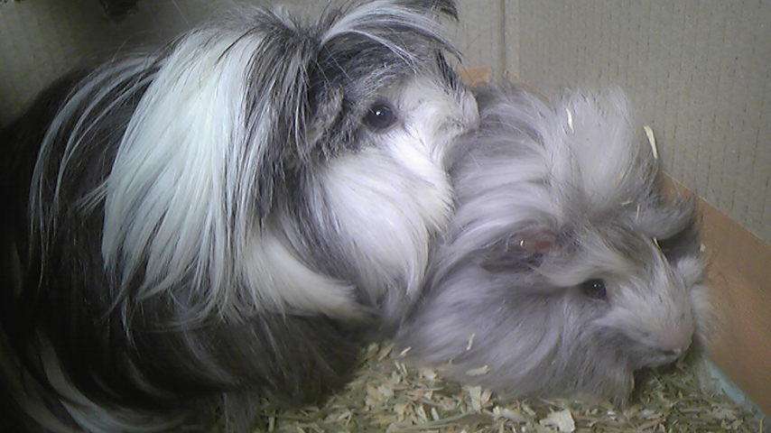ペット   何か飼ってますか？