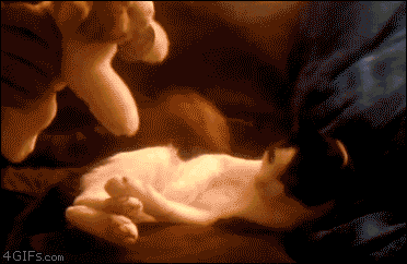 猫が人の邪魔をするのはなぜ？ 