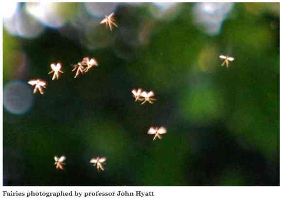 【妖精画像あり】英国大学講師が「妖精を撮影した」と主張!ネットに公開して議論に発展