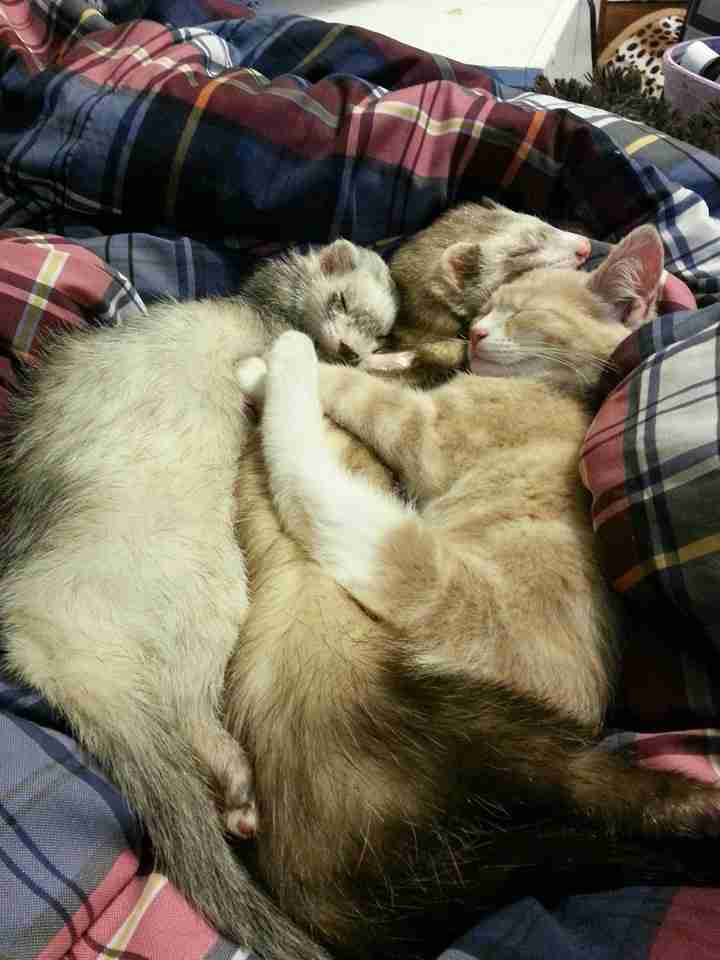 【画像】仲の良い猫とフェレットが可愛い