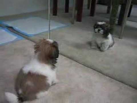 Gizmo the Shih Tzu - first bark (10 weeks old) - YouTube