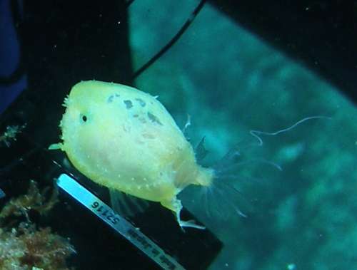 深海魚好きな人集まれー!