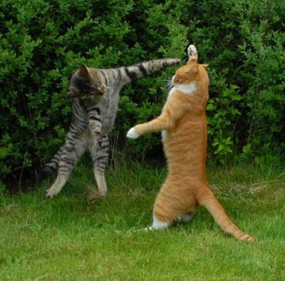 猫あるある