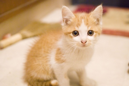 猫が人の邪魔をするのはなぜ？ 飼い猫の子ネコ気質を理解する | ダ・ヴィンチニュース