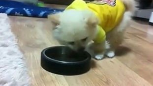 痛いニュース(ﾉ∀`) : 【韓国】 子犬に酒を飲ませ異常症状を起こすのを見て笑う動画に非難集中 - ライブドアブログ
