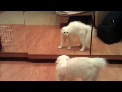Animals vs Mirrors Compilation - YouTube