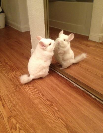 鏡で自分の姿を見た動物たちのかわいい反応!!