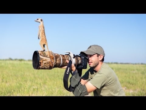 Meerkats! - YouTube