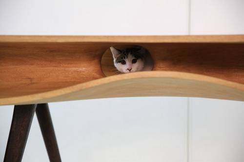 にゃんこと一緒に使うテーブル、内部に“遊べる”穴や通路