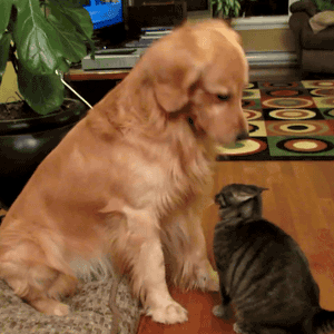 愛犬の癒される行動