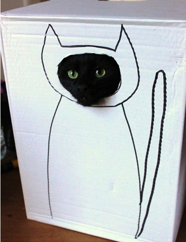 猫でダンボールの「顔ハメ看板」遊びをしたらかわいすぎる件w