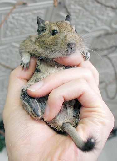 ペット   何か飼ってますか？